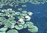 Water Lilies 10/41