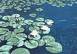 Water Lillies