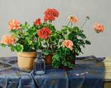 Geraniums