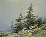 Schoodic Point Pines