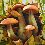 Fungi Family
