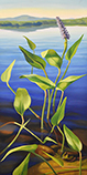 Pond Flora