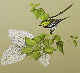 Black-throated Green Warbler