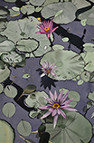 Pink Water Lilies