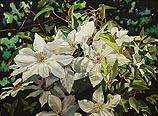 White Clematis