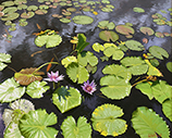 Nymphaeceae