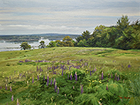 June Lupines