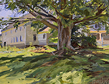 Shade Tree