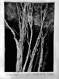 Moonglow
