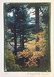Autumn Oak and Pine