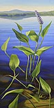 Pond Flora